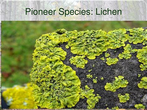 how are lichens similar to pioneer species